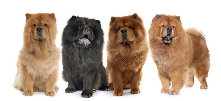 Chow chow a podobne rasy