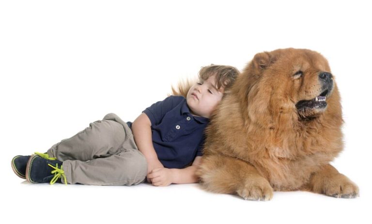 Chow chow alergia