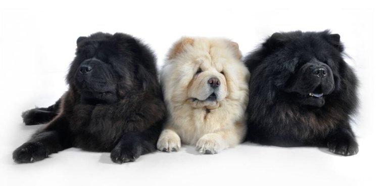 Chow chow długość życia