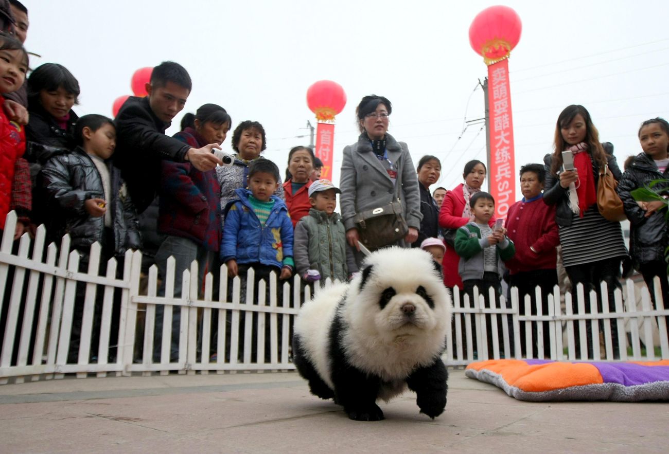 chow chow panda