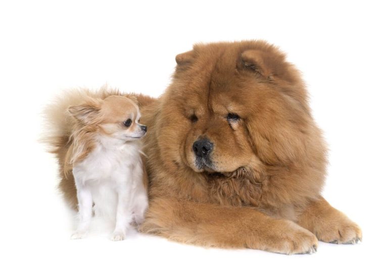 Chow chow waga