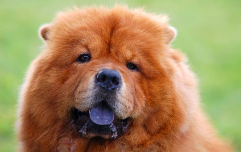 Czy chow chow gubi dużo sierści