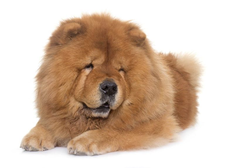 Czy chow chow szczeka