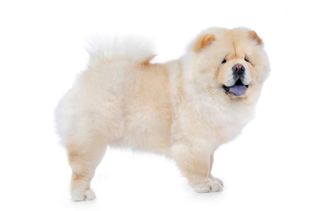Tresura Chow chow