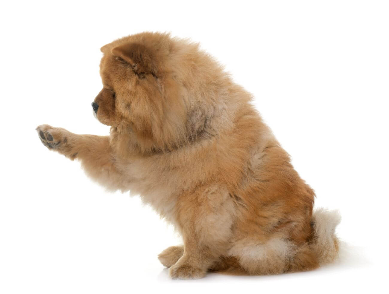 chow chow a wielkość