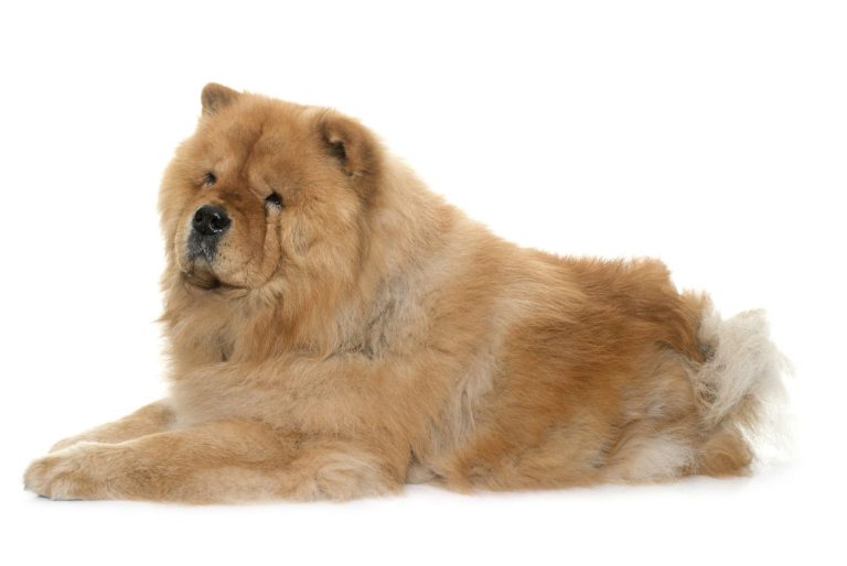 chow chow cynamonowy