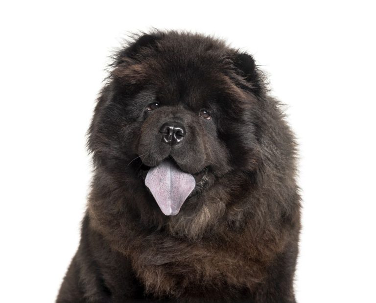Chow chow czarny