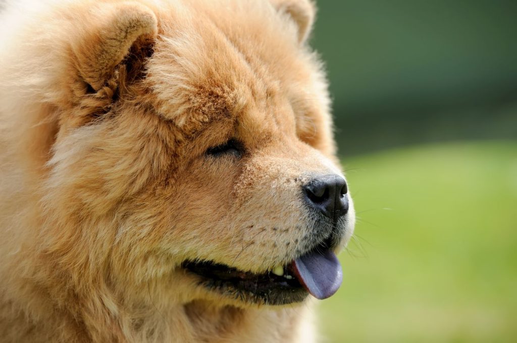 chow chow hodowla