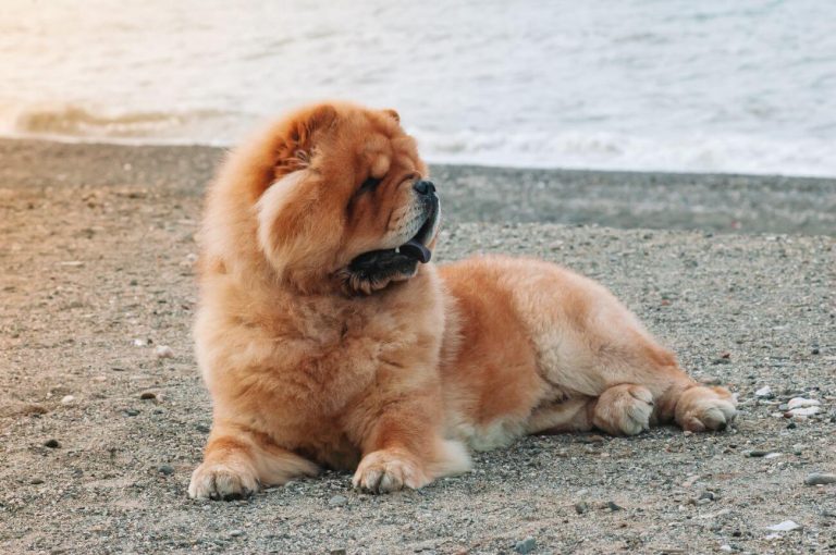 Chow chow kolory