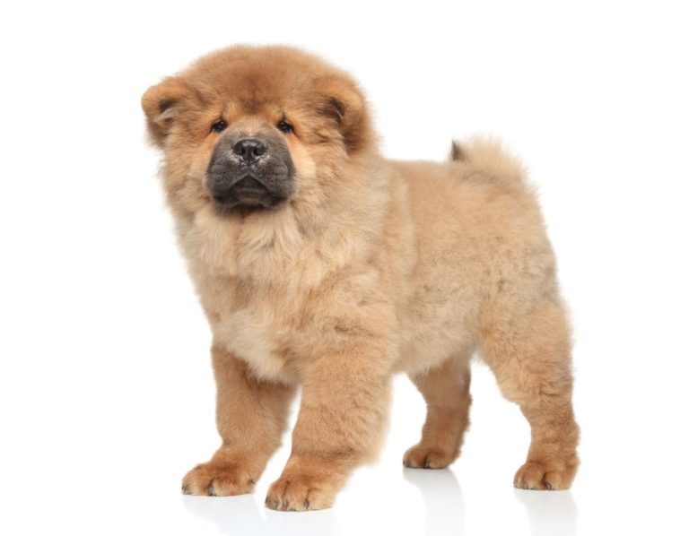chow chow kremowy
