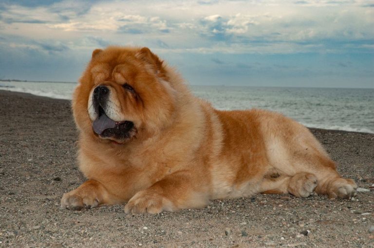 chow chow krótkowłosy