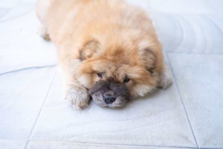 chow chow miniaturka