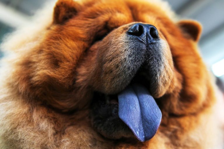 chow chow niebieski