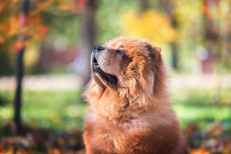 chow chow posiada sierść czy włosy