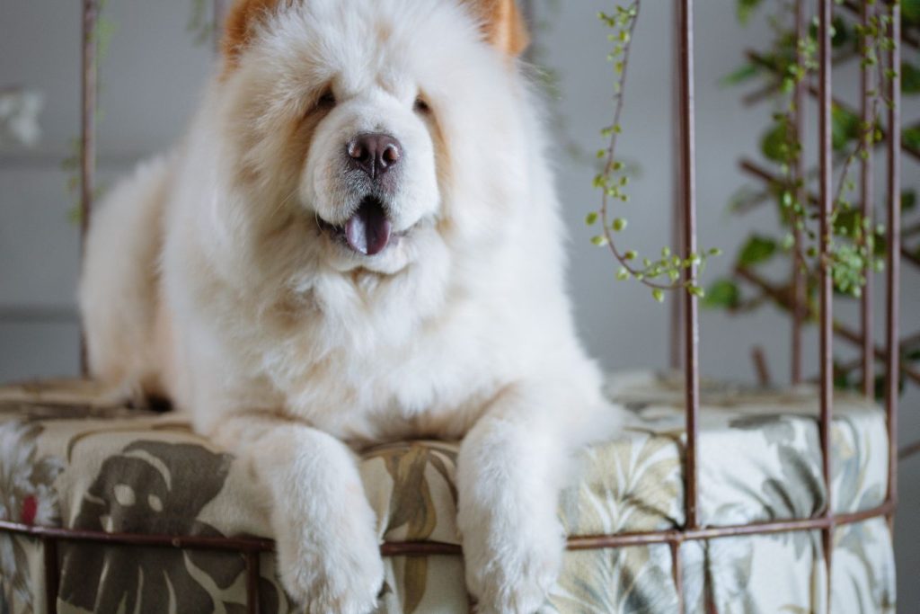 chow chow strzyżenie