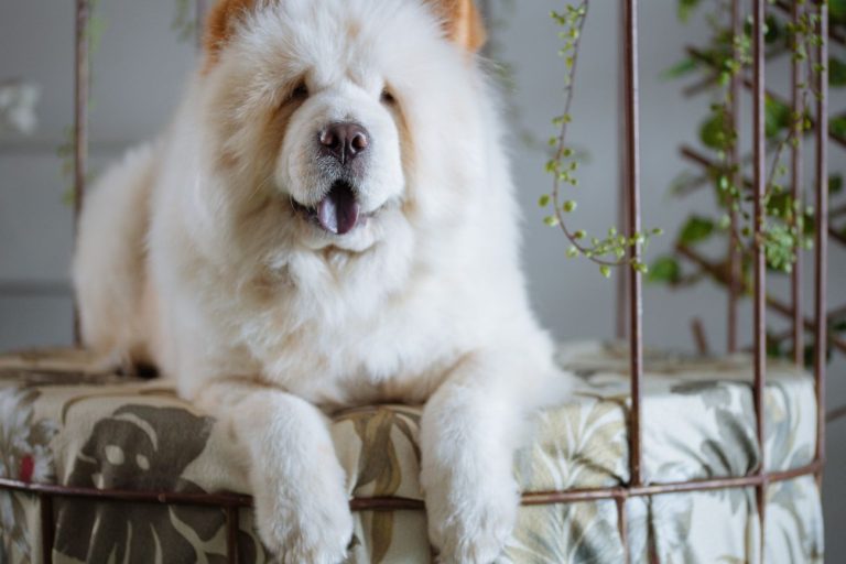 chow chow strzyżenie