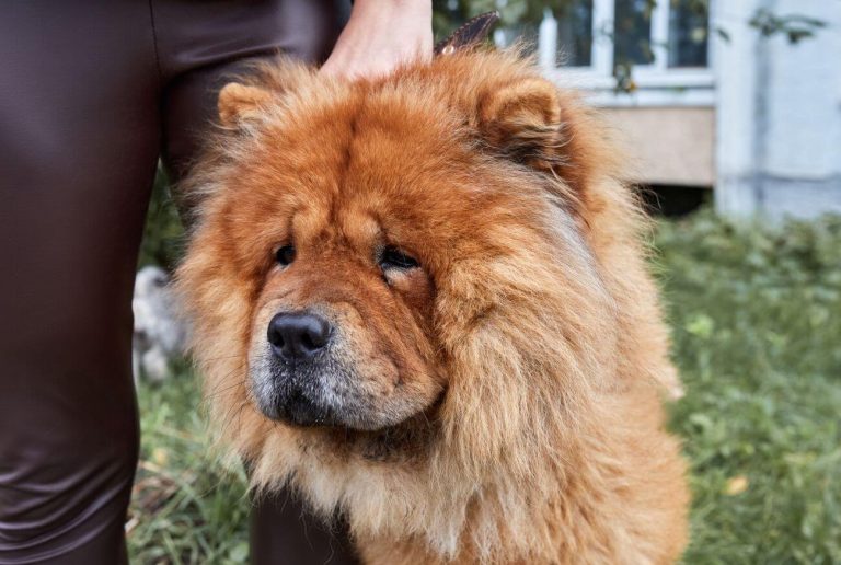 czy chow chow jest agresywny