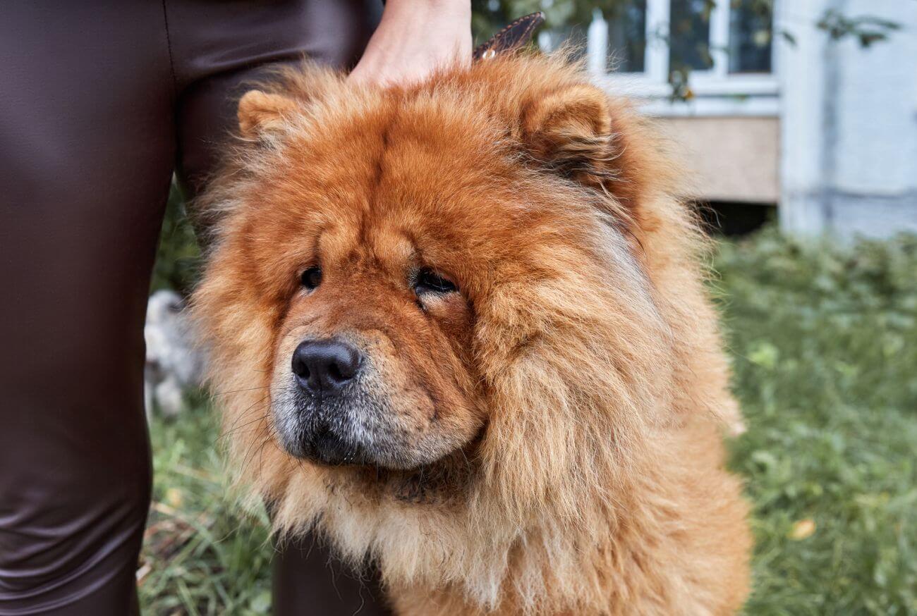 czy chow chow jest agresywny