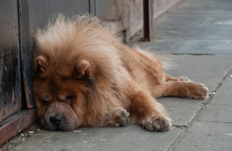 Czy chow chow może być na dworze