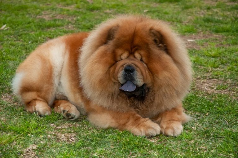 czy chow chow można strzyc