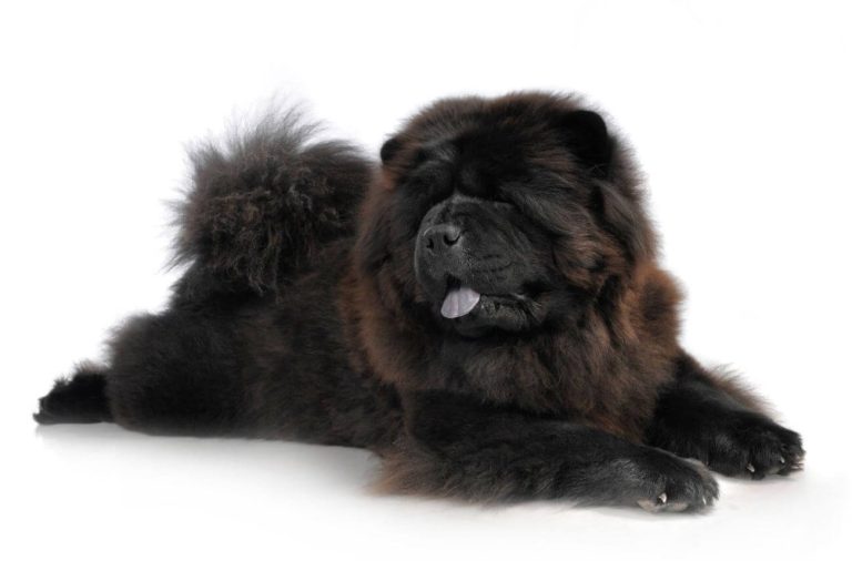 ile śpi chow chow