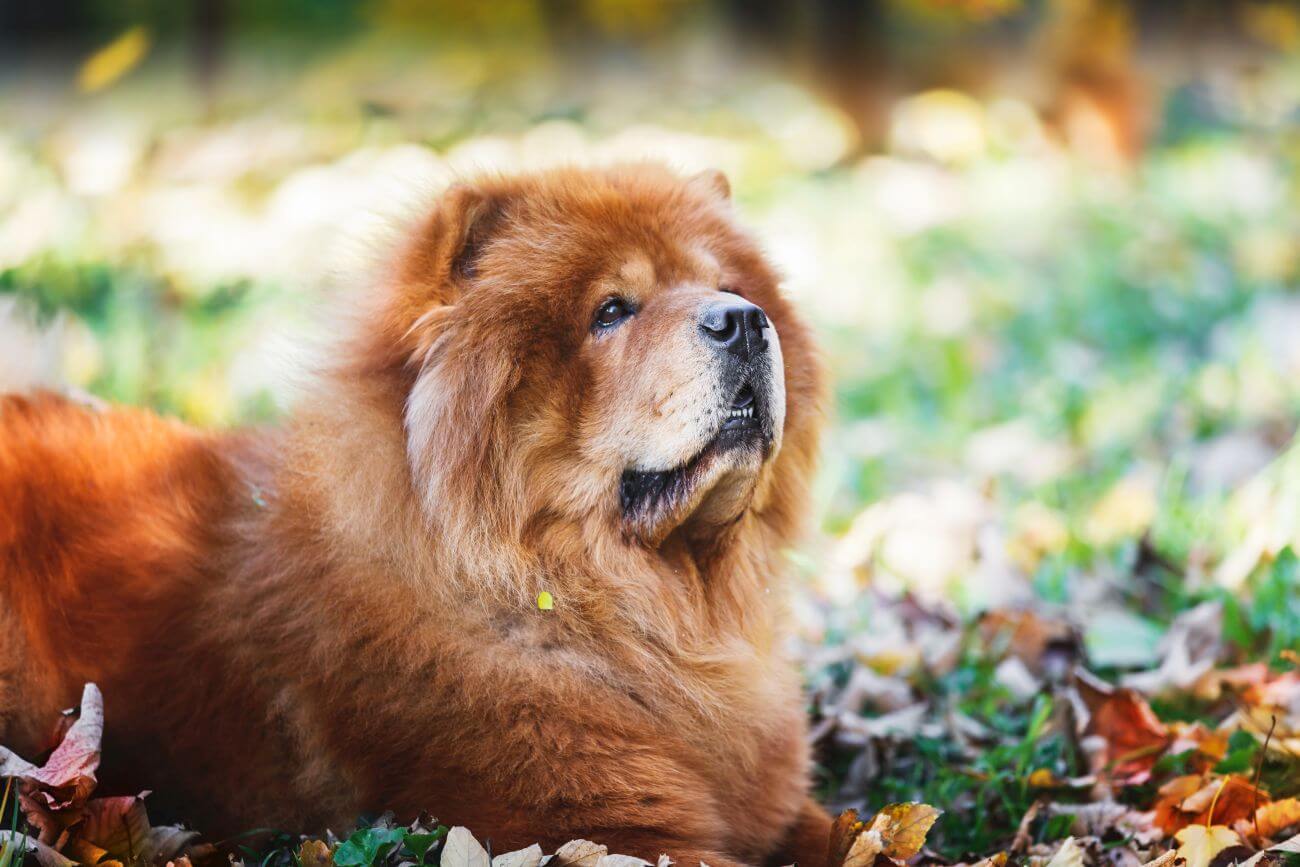 Ile żyją Chow chow?