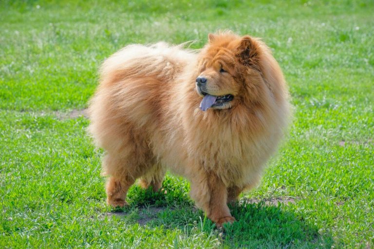 szczotka dla chow chow