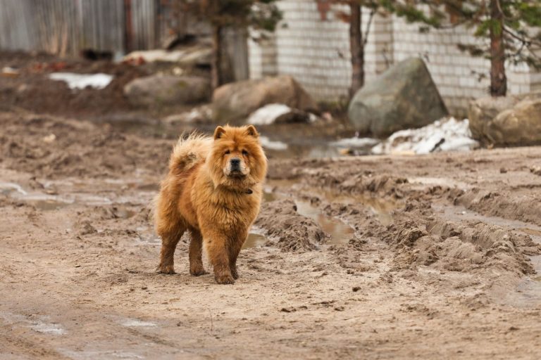 Chow chow do adopcji