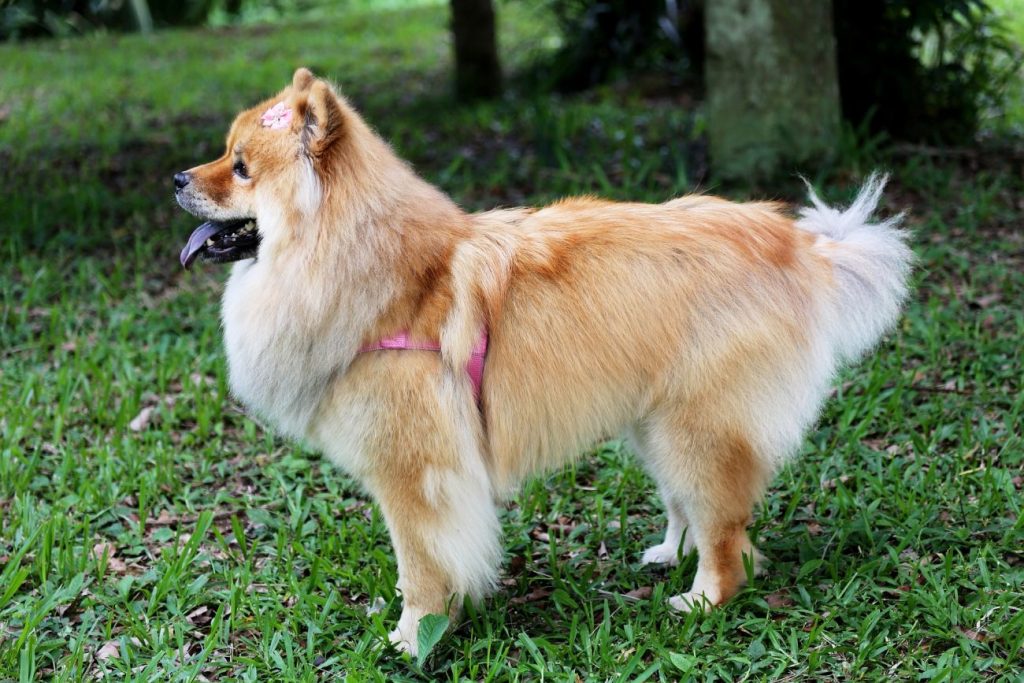 Chow chow mieszaniec