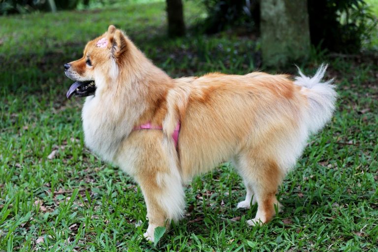 Chow chow mieszaniec