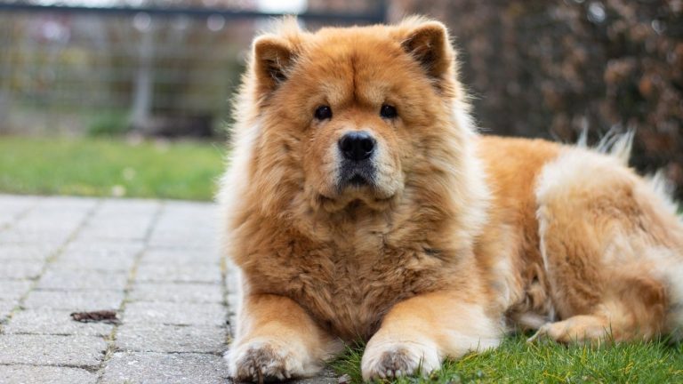 Szelki dla chow chow