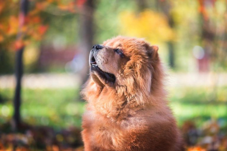 chow chow
