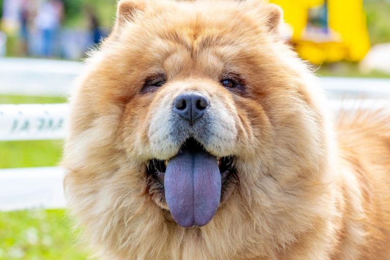 chow chow bez rodowodu