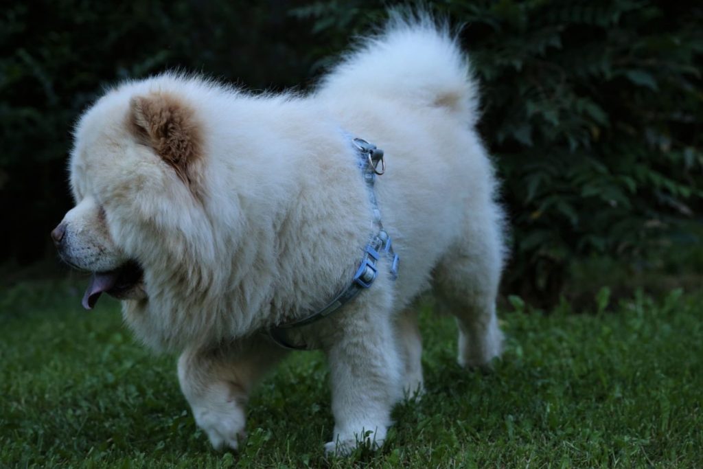 chow chow biały
