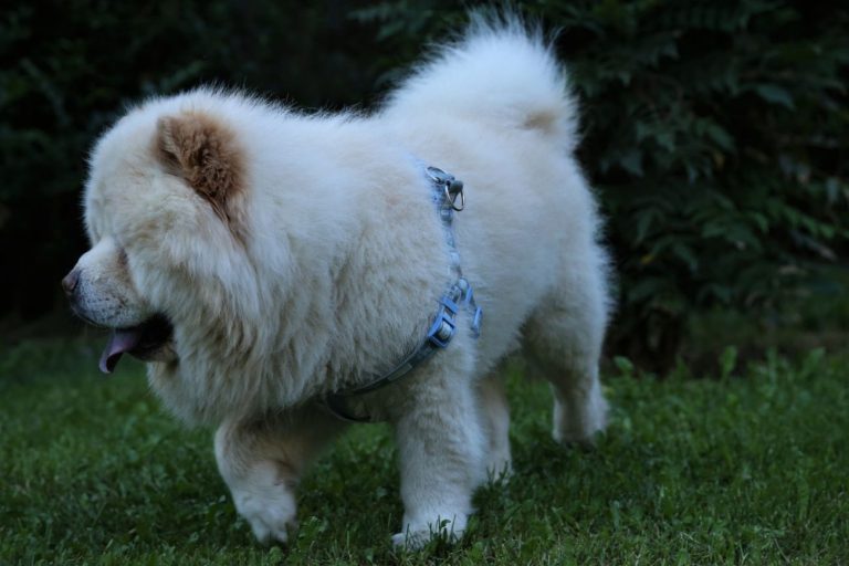 chow chow biały