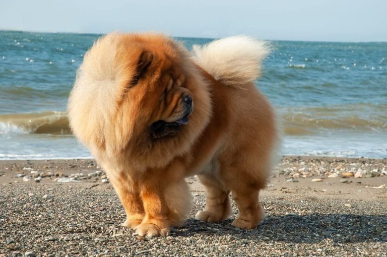 Chow chow brązowy