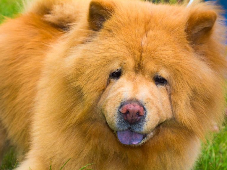 chow chow długowłosy