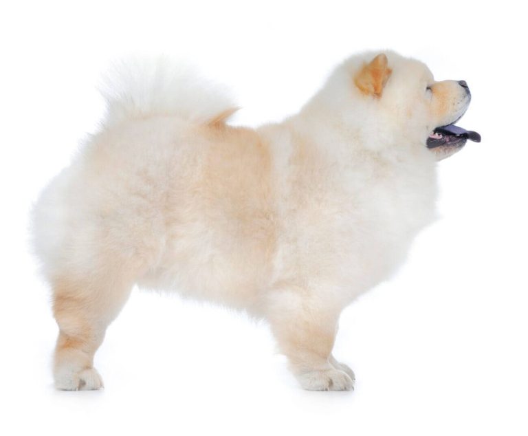chow chow husky