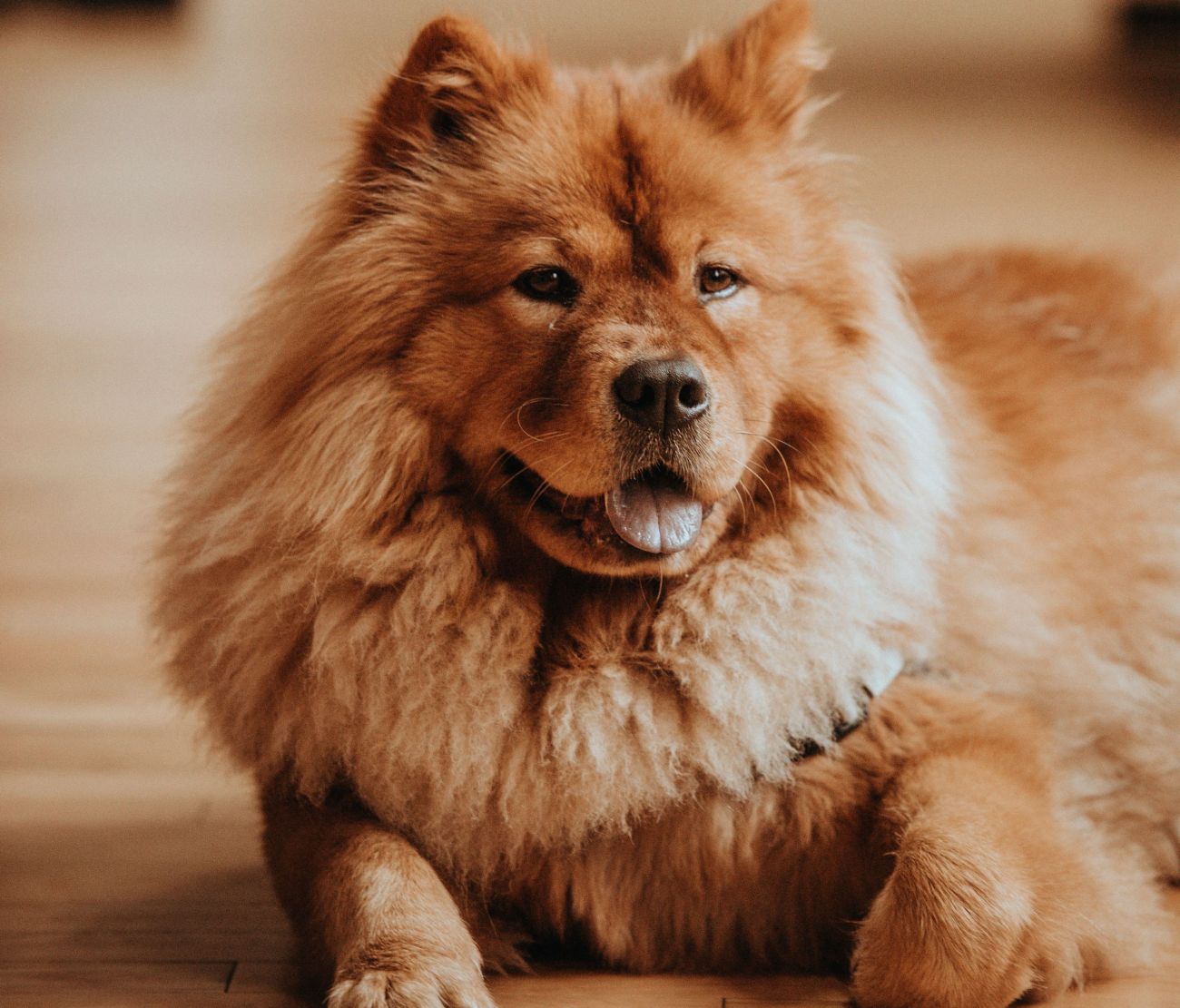 Chow chow outlet labrador