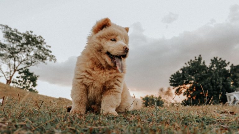 chow chow lew