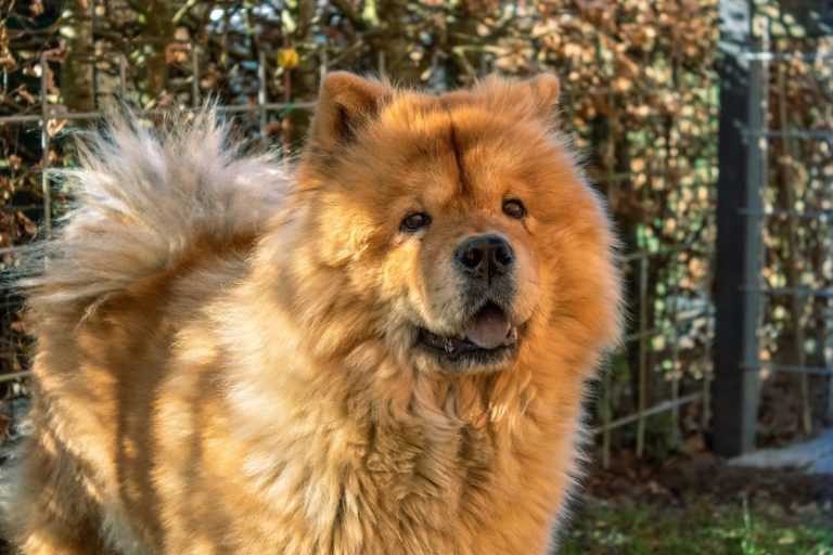 chow chow rudy