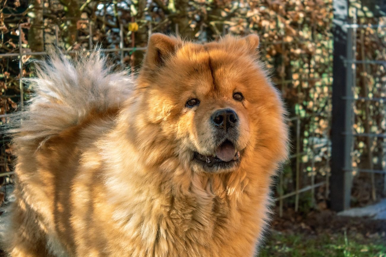 chow chow rudy