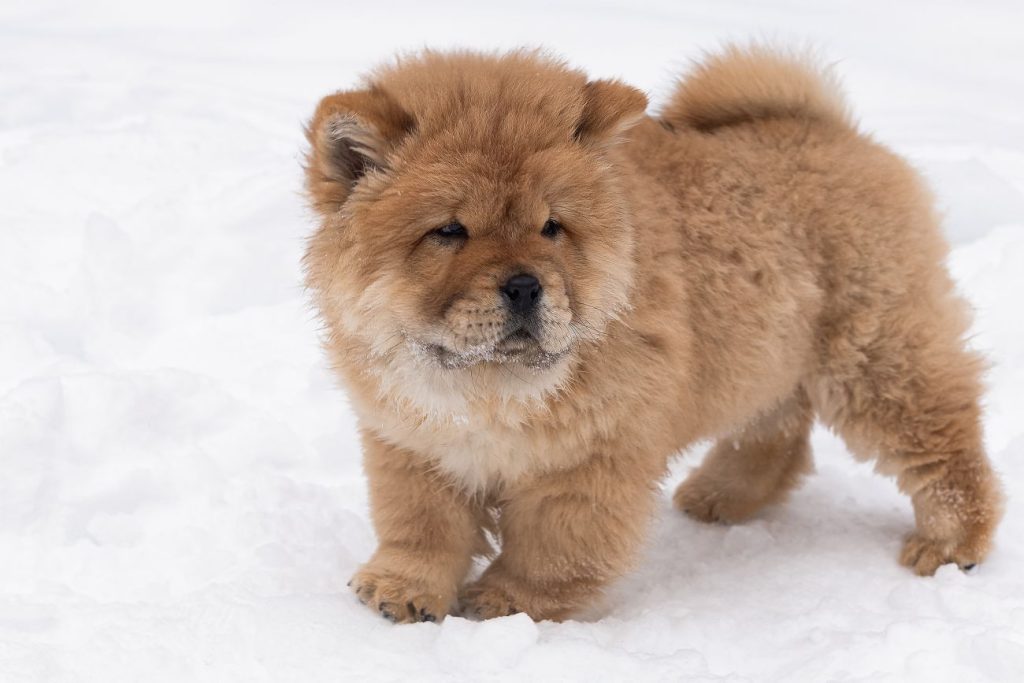 chow chow szczeniak