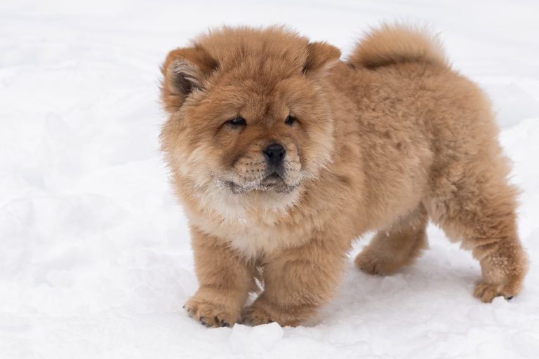 chow chow szczeniak