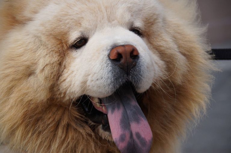 chow chow tygrys