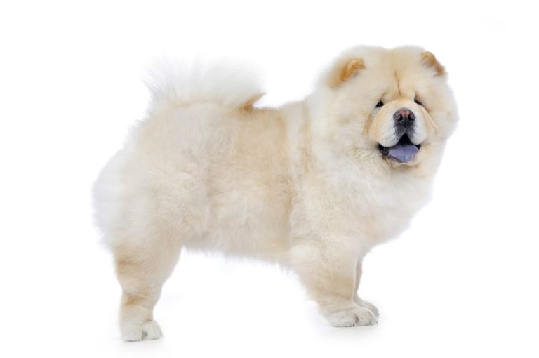 kaganiec dla chow chow
