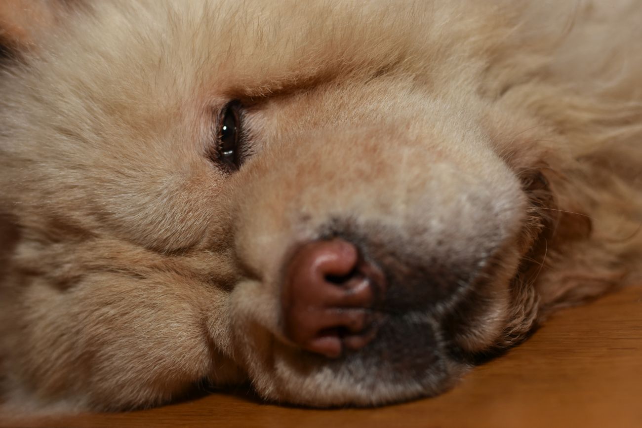 Legowisko dla chow chow