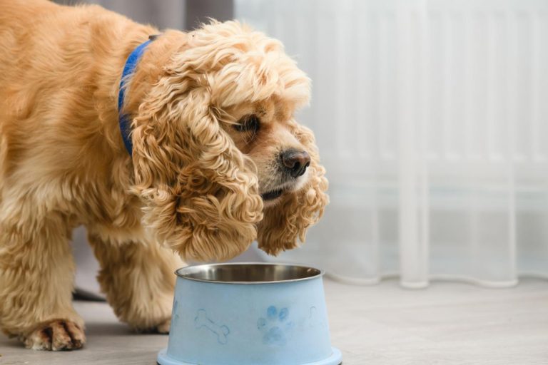 W diecie jakich pupili wskazana jest bezzbożowa karma dla psa?