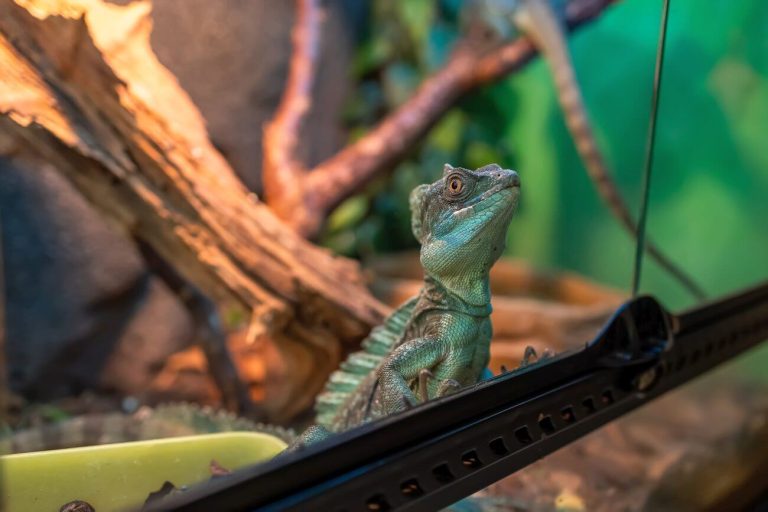 Termostaty do terrarium – niezbędne urządzenia dla zdrowia Twoich zwierząt