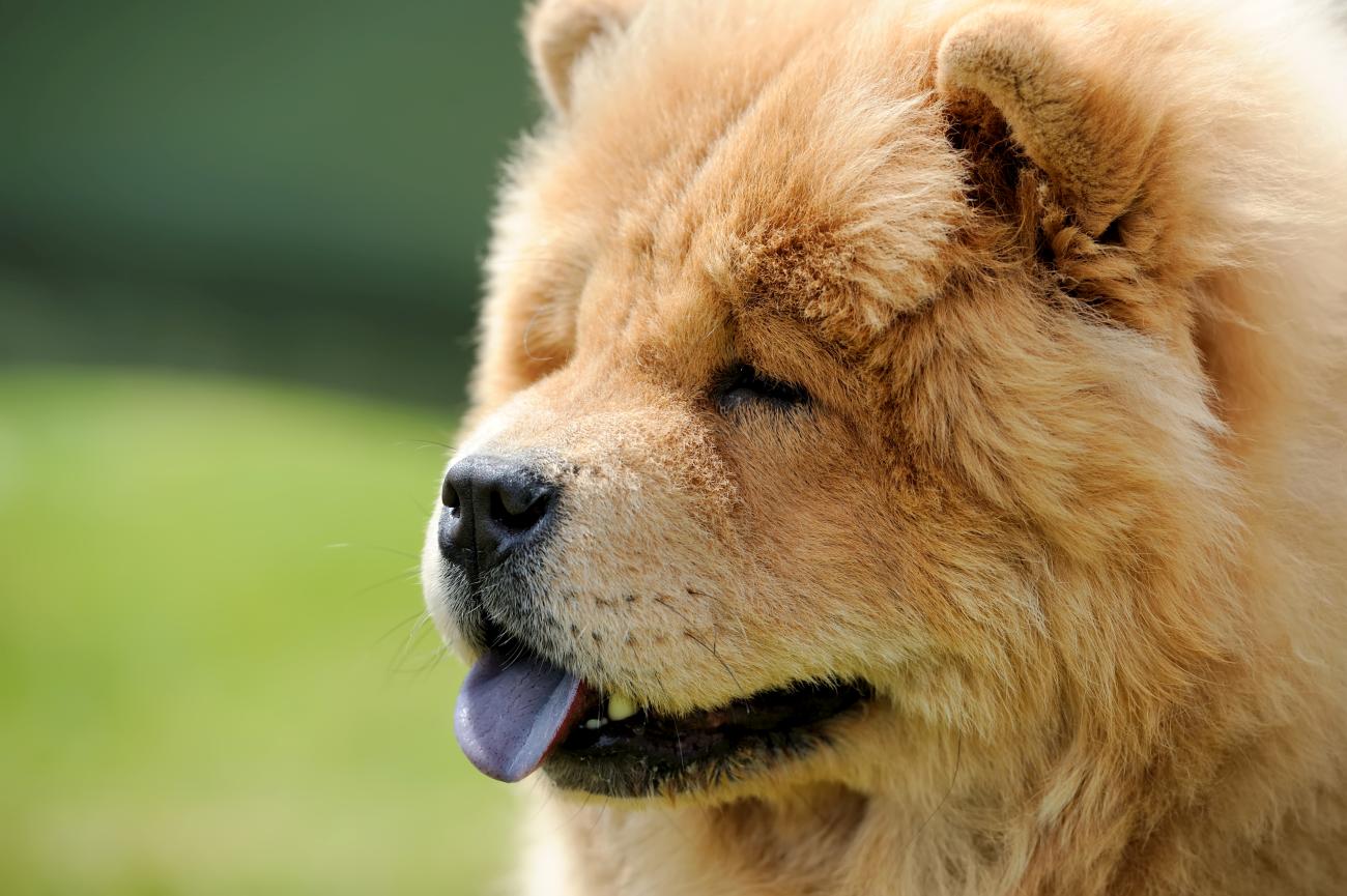 Ćwiczenia relaksacyjne dla psa